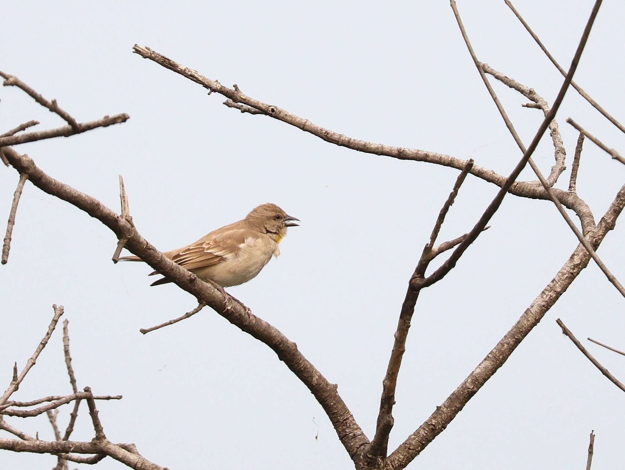 Yellow-throated Sparrow (Gymnoris xanthocollis), photo 4