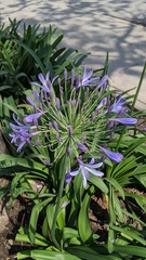 Agapanthus praecox