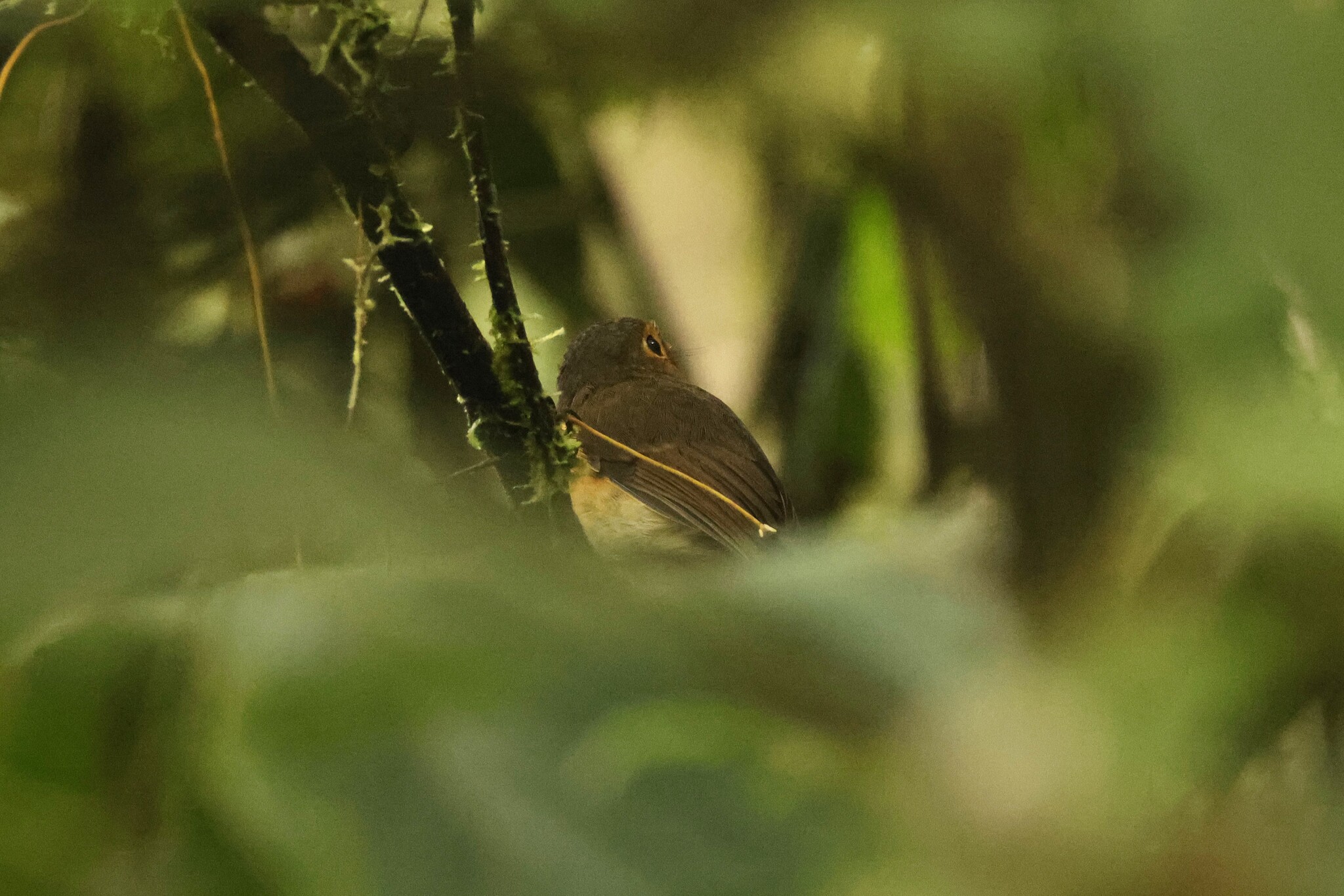 Ochre-breasted Antpitta (Grallaricula flavirostris), photo 3