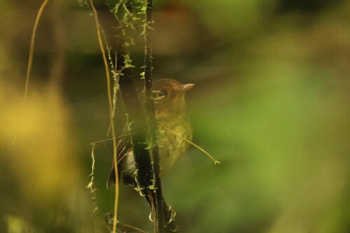 Ochre-breasted Antpitta (Grallaricula flavirostris)