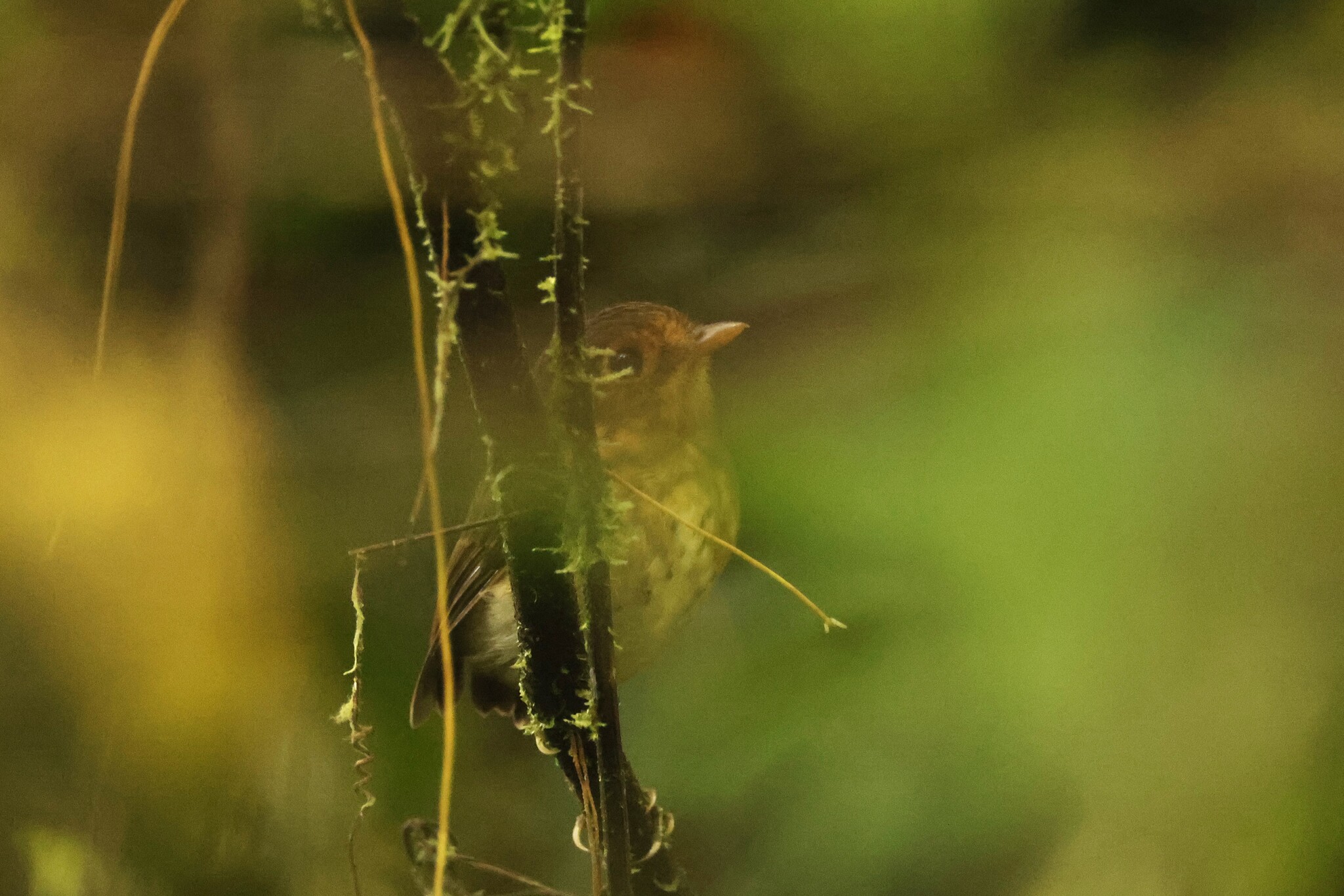 Ochre-breasted Antpitta (Grallaricula flavirostris), photo 1