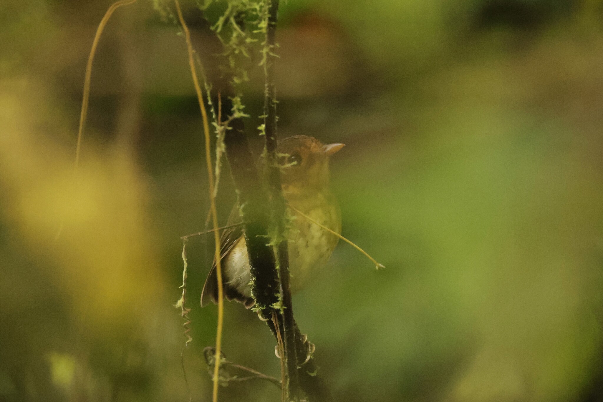 Ochre-breasted Antpitta (Grallaricula flavirostris), photo 2