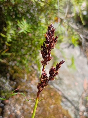 square twig-sedge (Machaerina tetragona)