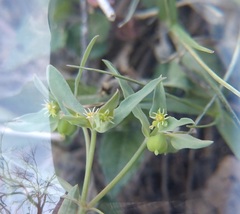 Euphorbia peplidion