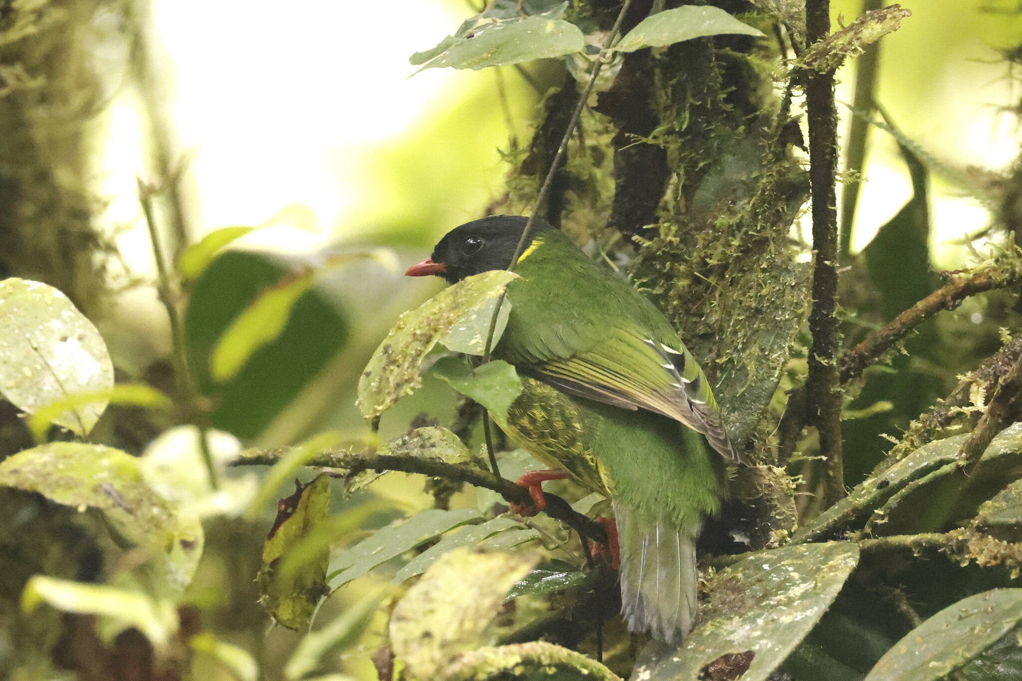 Green-and-black Fruiteater (Pipreola riefferii), photo 5