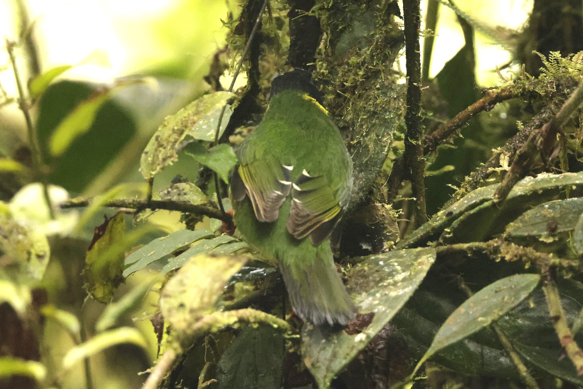 Green-and-black Fruiteater (Pipreola riefferii), photo 4