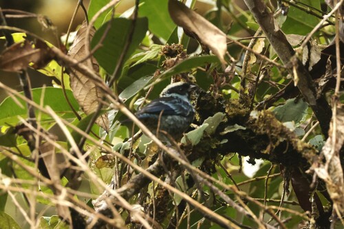 Beryl-spangled Tanager (Tangara nigroviridis), photo 4