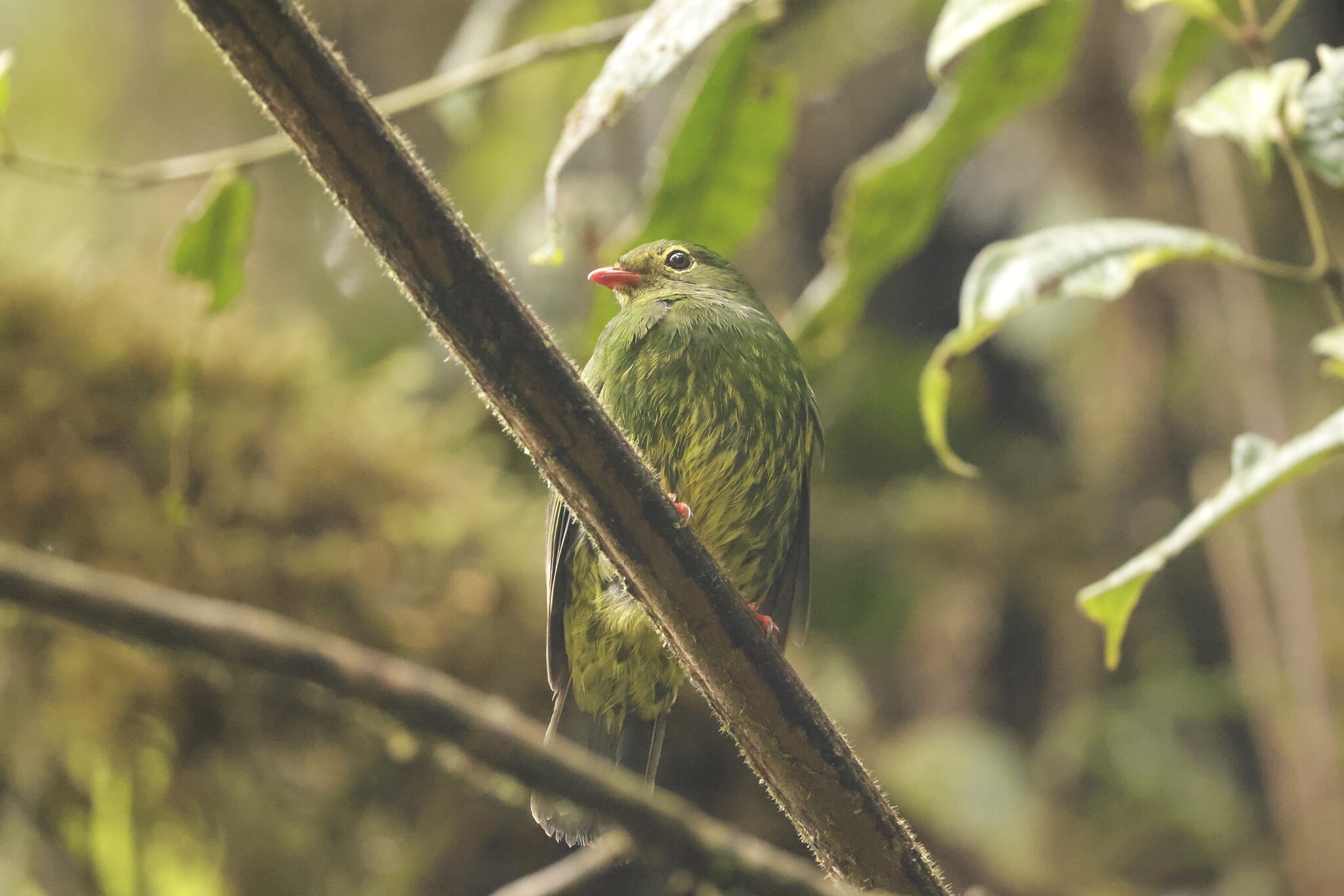 Green-and-black Fruiteater (Pipreola riefferii), photo 3