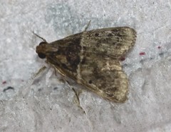 Orthaga atribasalis