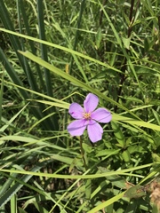 Chaetogastra gracilis
