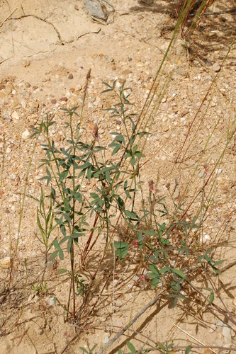 Image of Indigofera psoraloides by (c) Charles Stirton, some rights reserved (CC BY-SA)