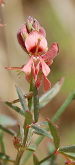 Indigofera psoraloides