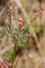 Indigofera psoraloides