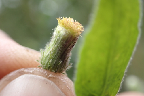 Blumea sinuata, 2026-03-07