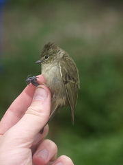 Yellow-Browed Tit photo 4