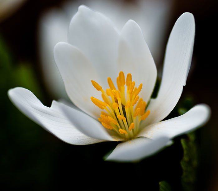 Sanguinaria