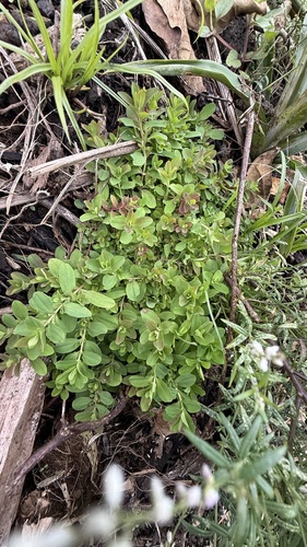 Hypericum mutilum, 2026-03-11