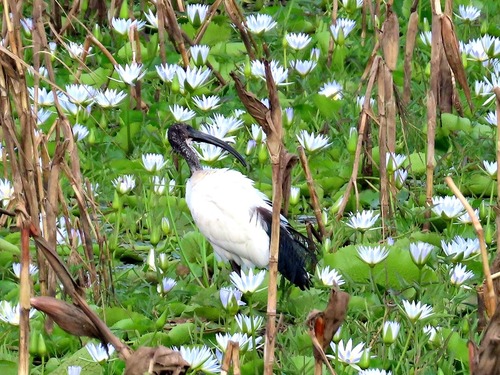 African Sacred Ibis