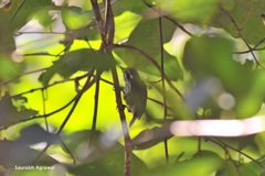 Picumnus innominatus
