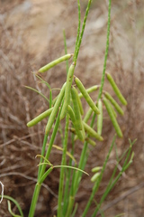 Indigofera triquetra