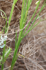 Indigofera triquetra