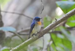 Cyornis rubeculoides