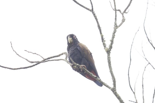 Bronze-winged Parrot (Pionus chalcopterus), photo 4