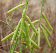 Indigofera triquetra