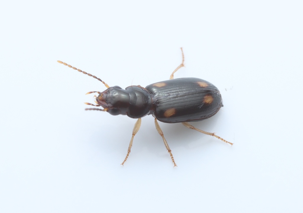 Amblystomus quadriguttatus
