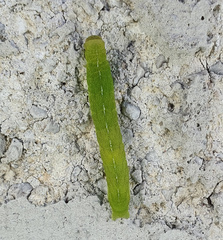 Phlogophora meticulosa