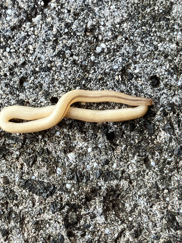 Geonemertes pelaensis observed 2026-03-11