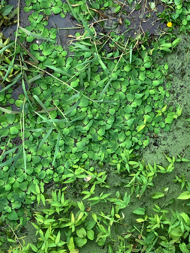 Pistia stratiotes observed 2026-03-11