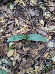 Piperia