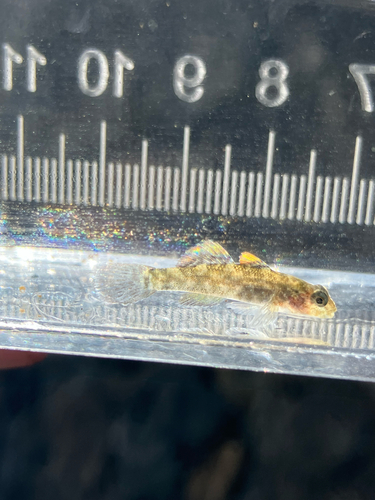 Bathygobius cocosensis, 2026-03-11