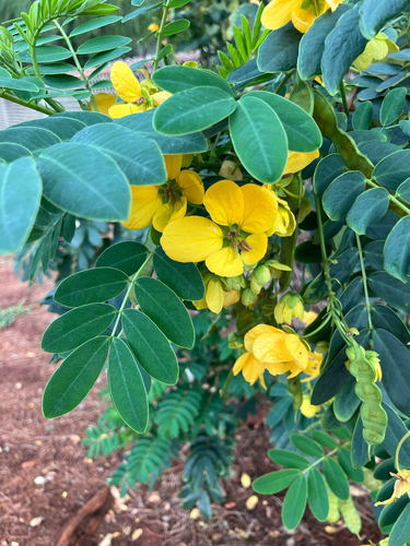 Senna surattensis observed 2026-03-11
