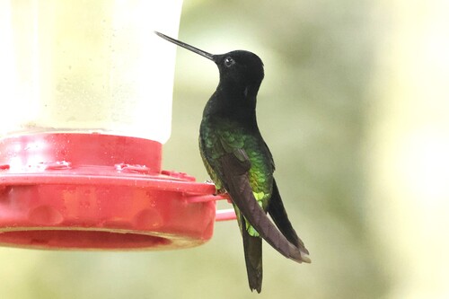 Dusky Starfrontlet (Coeligena orina), photo 5