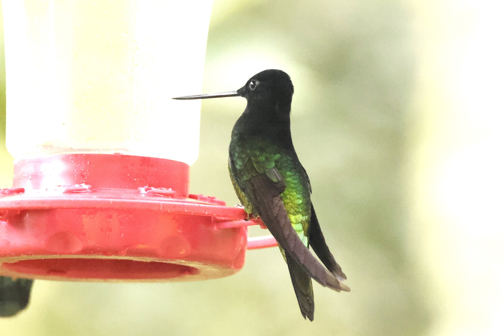 Dusky Starfrontlet (Coeligena orina), photo 2