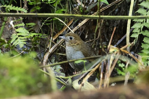 Urrao Antpitta (Grallaria urraoensis), photo 2