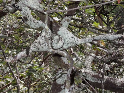 Megalospora, 2026-03-09