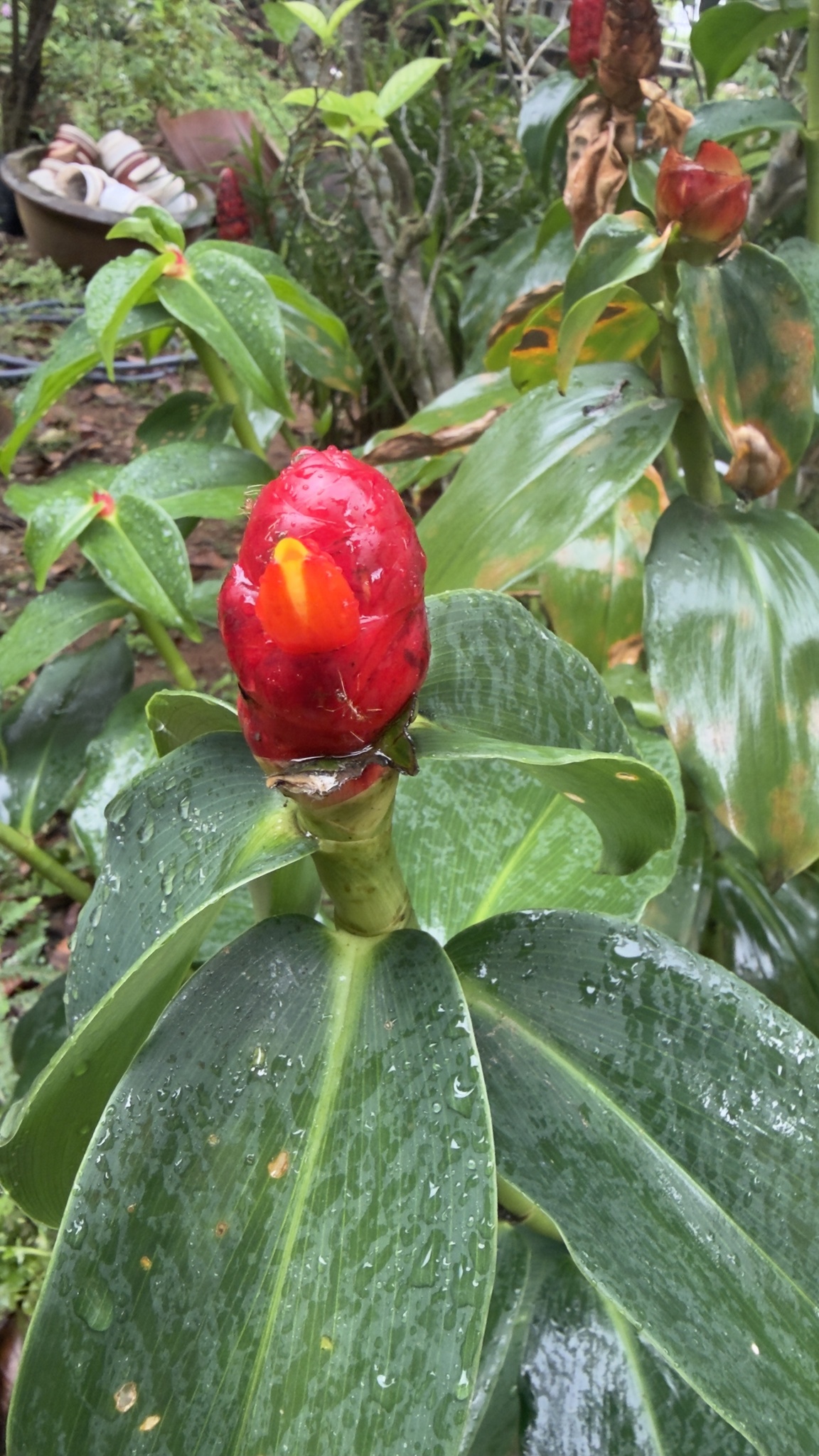 Costus woodsonii (Costus woodsonii)