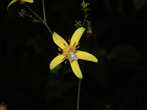 Bidens sandvicensis observed 2026-03-09