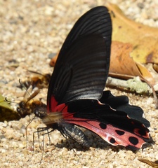 Papilio alcmenor