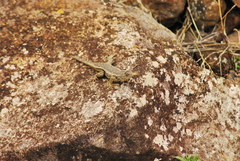 Sceloporus horridus