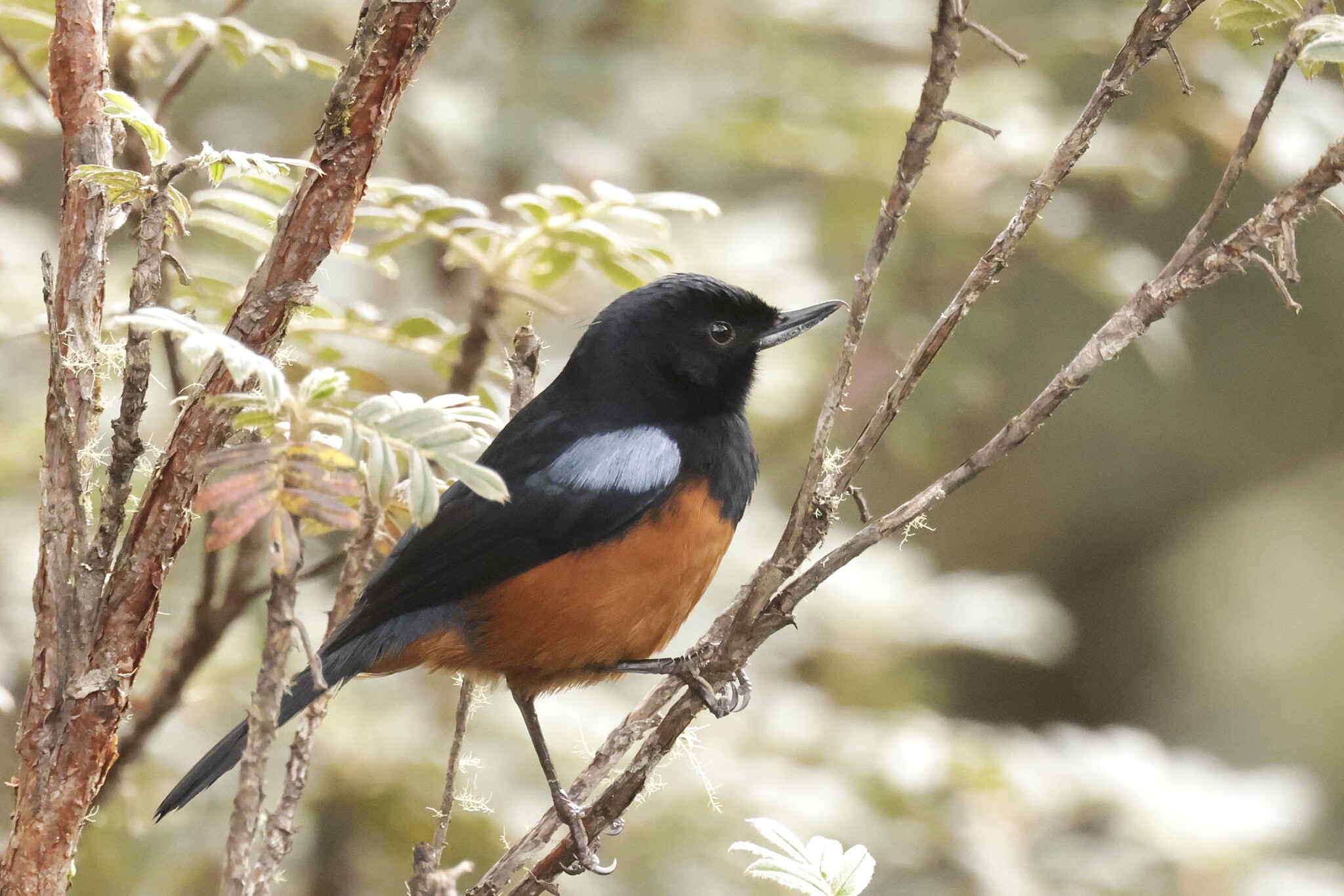 Chestnut-bellied Flowerpiercer (Diglossa gloriosissima), photo 3