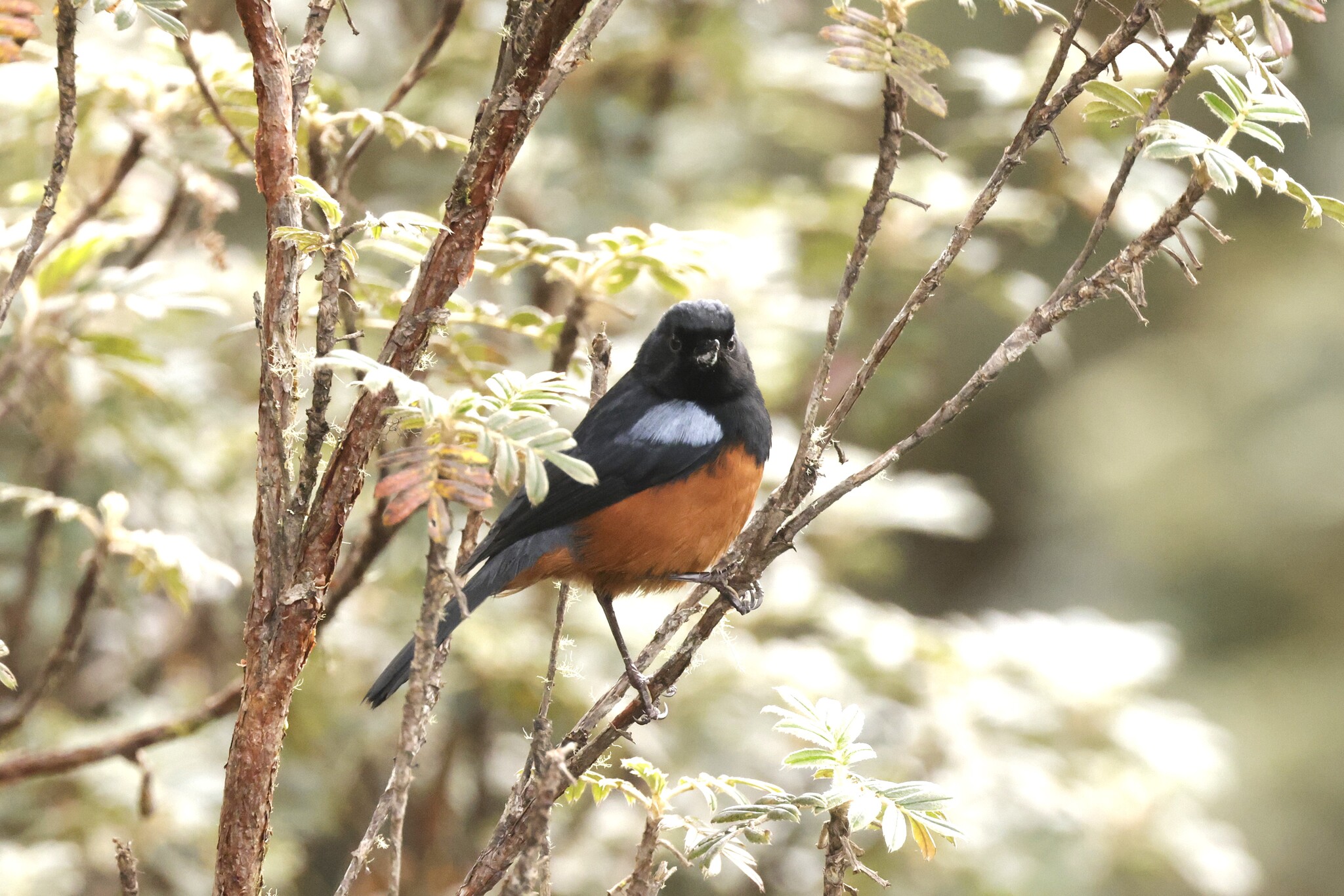 Chestnut-bellied Flowerpiercer (Diglossa gloriosissima), photo 2