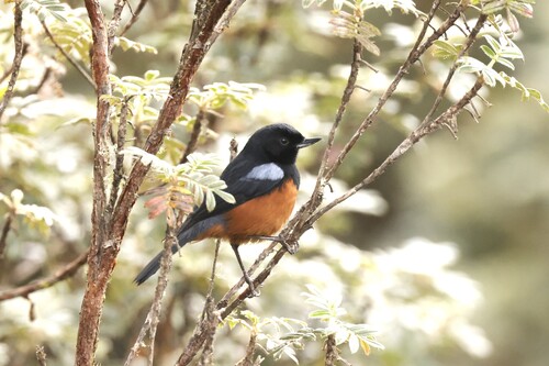 Chestnut-bellied Flowerpiercer (Diglossa gloriosissima)