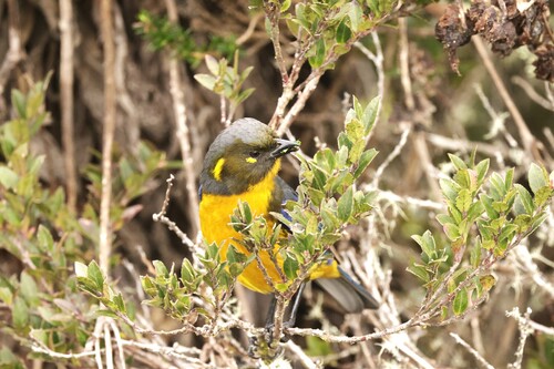 Lacrimose Mountain Tanager (Anisognathus lacrymosus)