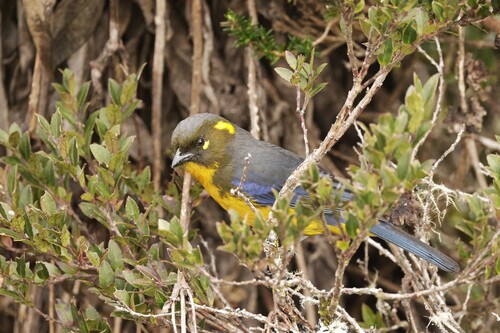 Lacrimose Mountain Tanager (Anisognathus lacrymosus), photo 2