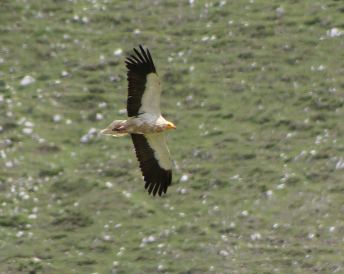 Egyptian Vulture