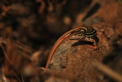 Aspidoscelis costatus